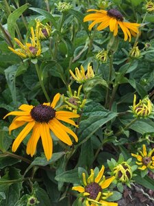 Rudbeckia f. 'City Garden' geen maat specificatie 0,55L/P9cm - image 3