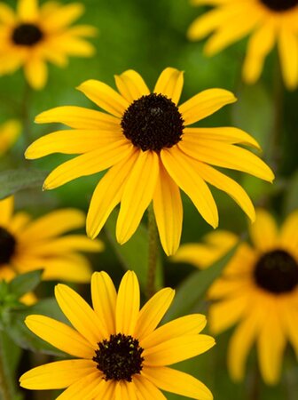 Rudbeckia fulgida deamii geen maat specificatie 0,55L/P9cm - afbeelding 3