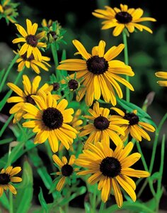 Rudbeckia fulgida deamii geen maat specificatie 0,55L/P9cm - afbeelding 4