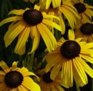 Rudbeckia fulgida deamii geen maat specificatie 0,55L/P9cm - afbeelding 5