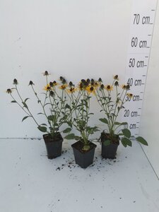 Rudbeckia f. 'Little Goldstar' geen maat specificatie 0,55L/P9cm - afbeelding 4