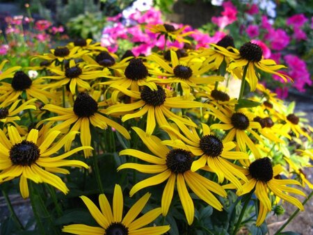 Rudbeckia f. 'Little Goldstar' geen maat specificatie 0,55L/P9cm - afbeelding 7