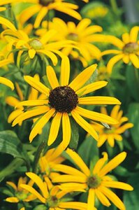 Rudbeckia f. 'Little Goldstar' geen maat specificatie 0,55L/P9cm - afbeelding 8