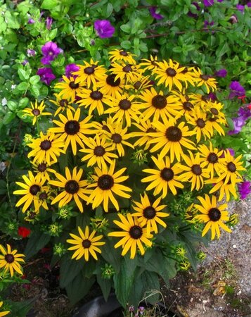 Rudbeckia f. 'Little Goldstar' geen maat specificatie 0,55L/P9cm - image 4