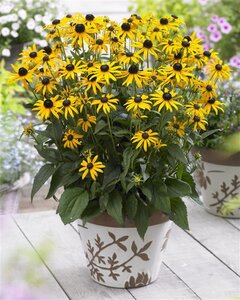 Rudbeckia f. 'Little Goldstar' geen maat specificatie 0,55L/P9cm - image 10