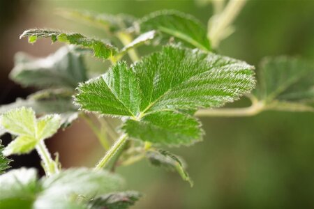 Rubus frut. 'Loch Ness' (doornloos) 70 cm vierkant 2L