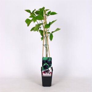 Rubus frut. 'Loch Ness' (doornloos) 70 cm vierkant 2L - image 2