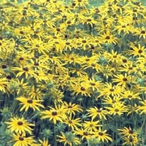 Rudbeckia fulgida speciosa geen maat specificatie 0,55L/P9cm