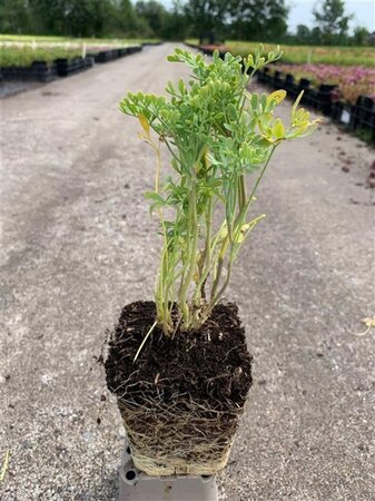 Ruta graveolens geen maat specificatie 0,55L/P9cm - afbeelding 4
