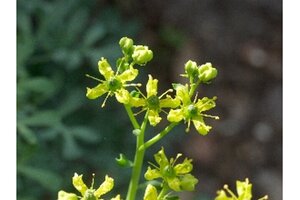 Ruta graveolens geen maat specificatie 0,55L/P9cm