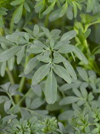 Ruta graveolens geen maat specificatie 0,55L/P9cm - afbeelding 5