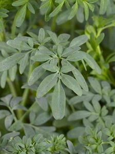 Ruta graveolens geen maat specificatie 0,55L/P9cm - afbeelding 5