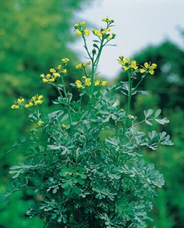 Ruta graveolens geen maat specificatie 0,55L/P9cm - afbeelding 6