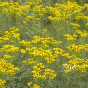 Ruta graveolens geen maat specificatie 0,55L/P9cm - afbeelding 7