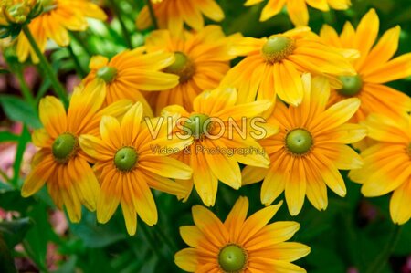 Rudbeckia hirta 'Prairie Sun' geen maat specificatie 0,55L/P9cm