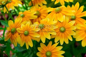 Rudbeckia hirta 'Prairie Sun' geen maat specificatie 0,55L/P9cm