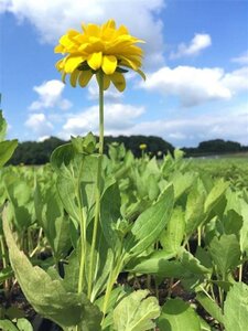 Rudbeckia laciniata 'Goldquelle' geen maat specificatie 0,55L/P9cm