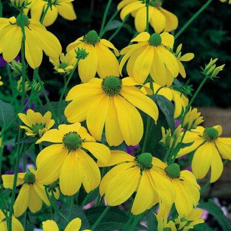 Rudbeckia nitida 'Herbstsonne' geen maat specificatie 0,55L/P9cm - afbeelding 5