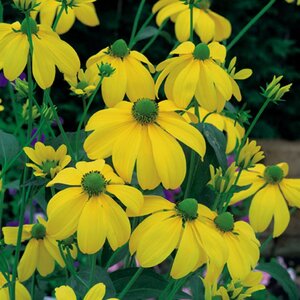 Rudbeckia nitida 'Herbstsonne' geen maat specificatie 0,55L/P9cm - afbeelding 5
