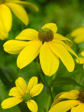 Rudbeckia nitida 'Herbstsonne' geen maat specificatie 0,55L/P9cm - afbeelding 6