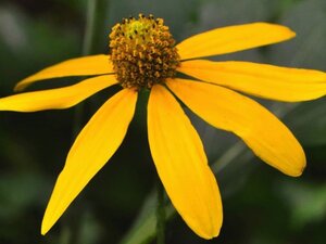 Rudbeckia nitida 'Herbstsonne' geen maat specificatie 0,55L/P9cm