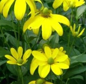 Rudbeckia nitida 'Herbstsonne' geen maat specificatie 0,55L/P9cm - afbeelding 7