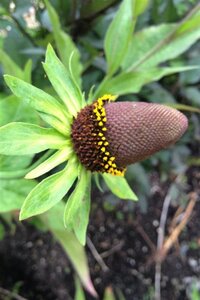 Rudbeckia occident. 'Green Wizard' geen maat specificatie 0,55L/P9cm