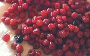 Rubus phoenicolasius 70 cm vierkant 2L