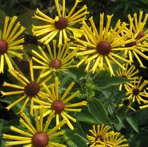 Rudbeckia subt. 'Henry Eilers' geen maat specificatie 0,55L/P9cm - afbeelding 1