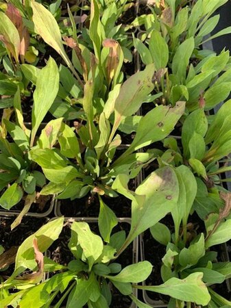 Rudbeckia subtomentosa geen maat specificatie 0,55L/P9cm