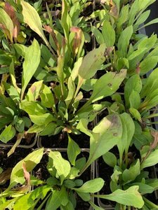 Rudbeckia subtomentosa geen maat specificatie 0,55L/P9cm