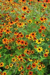 Rudbeckia triloba 'Prairie Glow' geen maat specificatie 0,55L/P9cm