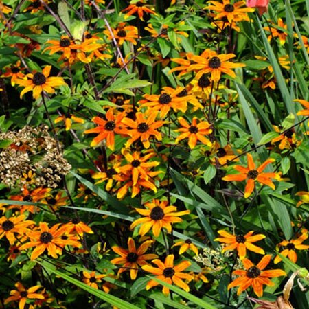 Rudbeckia triloba 'Prairie Glow' geen maat specificatie 0,55L/P9cm - afbeelding 3