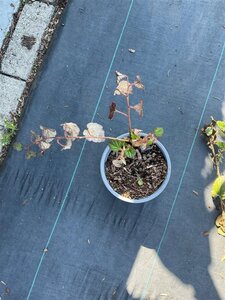 Rubus tricolor 30-40 cm cont. 1,3L