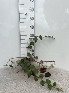 Rubus tricolor 30-40 cm cont. 1,3L - afbeelding 2