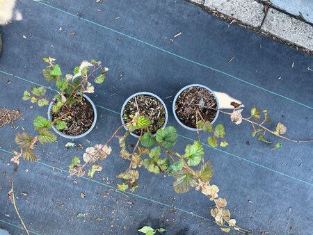 Rubus tricolor 30-40 cm cont. 1,3L - afbeelding 3