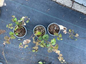 Rubus tricolor 30-40 cm cont. 1,3L - afbeelding 3