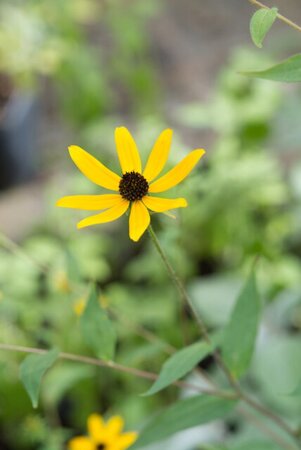 Rudbeckia triloba geen maat specificatie 0,55L/P9cm - afbeelding 1