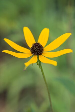 Rudbeckia triloba geen maat specificatie 0,55L/P9cm - afbeelding 2