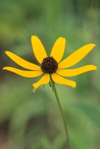 Rudbeckia triloba geen maat specificatie 0,55L/P9cm - afbeelding 2