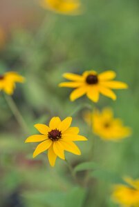 Rudbeckia triloba geen maat specificatie 0,55L/P9cm - afbeelding 3