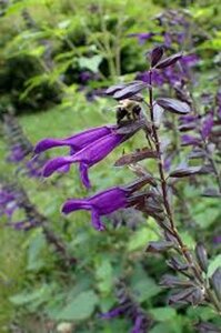 Salvia 'Amistad' geen maat specificatie 0,55L/P9cm