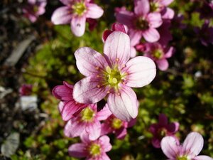 Saxifraga arendsii geen maat specificatie 0,55L/P9cm