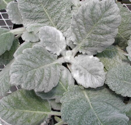Salvia argentea geen maat specificatie 0,55L/P9cm - afbeelding 4