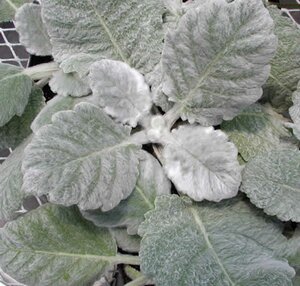 Salvia argentea geen maat specificatie 0,55L/P9cm - afbeelding 4