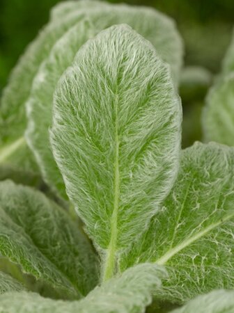 Salvia argentea geen maat specificatie 0,55L/P9cm - afbeelding 3