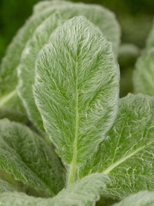 Salvia argentea geen maat specificatie 0,55L/P9cm - afbeelding 3