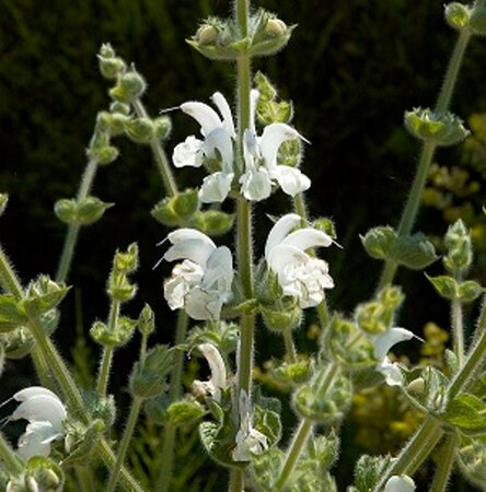 Salvia argentea geen maat specificatie 0,55L/P9cm - afbeelding 2