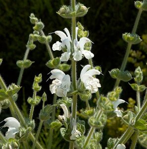 Salvia argentea geen maat specificatie 0,55L/P9cm - afbeelding 2