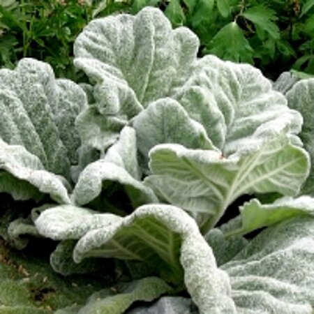 Salvia argentea geen maat specificatie 0,55L/P9cm - afbeelding 10